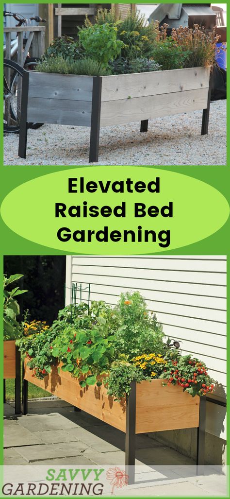 Elevated raised bed gardening is easy and fun! Grow lots of veggies, fruits, herbs, and flowers with this useful technique. (AD) Elevated Garden, Raised Bed Gardening, Elevated Gardening, Raised Bed Garden, Raised Flower Beds, Vegetable Garden Raised Beds, Building A Raised Garden, Herbs And Flowers, Diy Raised Garden