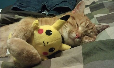 This is my cat. His name is Admiral Ackbar. He loves Pikachu. Pikachu Cat, Pokemon Sleep, Admiral Ackbar, Cat Hug, Crazy Funny, Sleepy Cat, Crazy Funny Memes, My Bed, Photo Projects