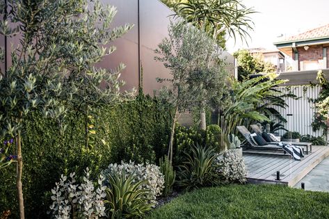 Olive Tree Underplanting, Olive Tree Garden Ideas, Olive Tree Backyard, Olive Tree Landscape Front Yards, Underplanting Trees, Manifesting House, Olive Tree Landscape, Olive Tree Garden, Olive Trees Landscape