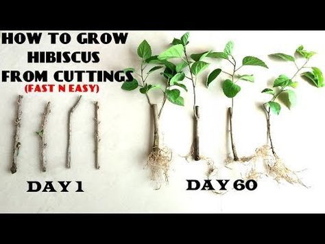 How to Propagate Hibiscus From Cuttings in Water(With Updates) - YouTube Hibiscus Care, Hibiscus Bush, Growing Hibiscus, Deco Garden, Hibiscus Garden, Hibiscus Tree, Hardy Hibiscus, Hummingbird Plants, Planting Tips