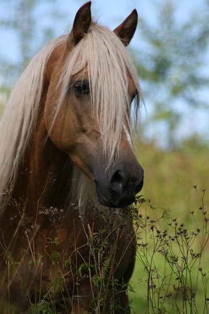 Karizma's Legacy Wild Palomino, Amazing Horses, Cai Sălbatici, Palomino Horse, Morgan Horse, Most Beautiful Animals, Majestic Horse, All The Pretty Horses, Horse Crazy