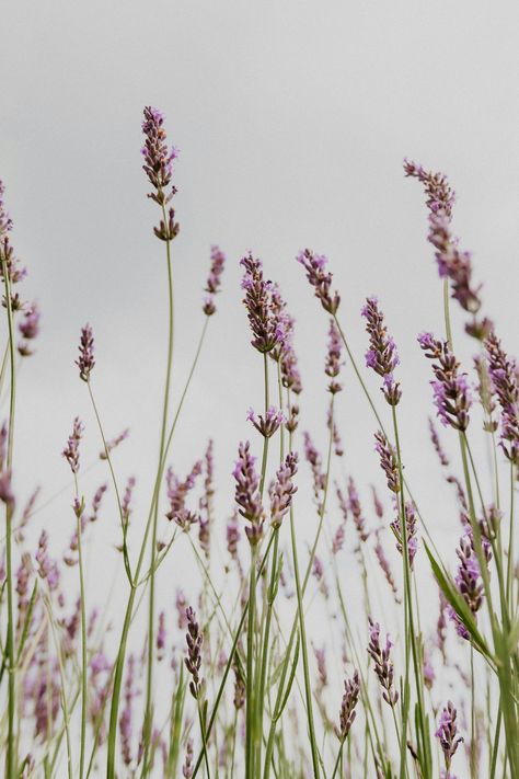 We have harnessed the power of lavender by incorporating it into a mist that can be spritzed onto wheat bags and freshly laundered linen, creating a therapeutic environment that targets both physical and mental wellbeing. But why use lavender mist on a wheat bag? Lavender Benefits, Lavender Mist, Flower Close Up, Natural Laundry, Mother Earth News, Lavender Farm, Brown Flowers, Lavender Fields, Lavender Flowers