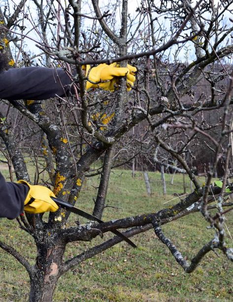 How To Prune Apple and Pear Trees In Winter For Higher Yields Growing Apple Trees, Identifying Trees, Apple Tree Care, Pruning Apple Trees, Fruit Trees Backyard, Trees In Winter, Fruit Tree Garden, Pruning Fruit Trees, Apricot Tree