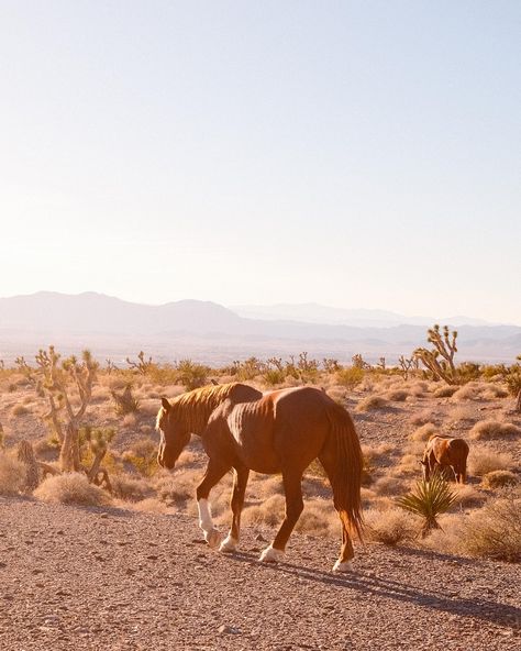 wild horses, desert & TCCC Horses Aesthetic, Planet Aesthetic, Cowboy Films, Desert Horse, Desert Planet, Funnel Cakes, Desert Aesthetic, Desert Land, Western Wild