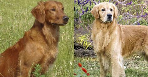 Field Golden Retriever vs. Show Golden Retriever (7 Differences) – Golden Hearts Field Bred Golden Retriever, Field Line Golden Retriever, Field Golden Retriever, Field Retriever, Shaved Golden Retriever, Red Golden Retrievers, Golden Retriever Hunting, Red Golden Retriever Puppy, Golden Retriever Energy