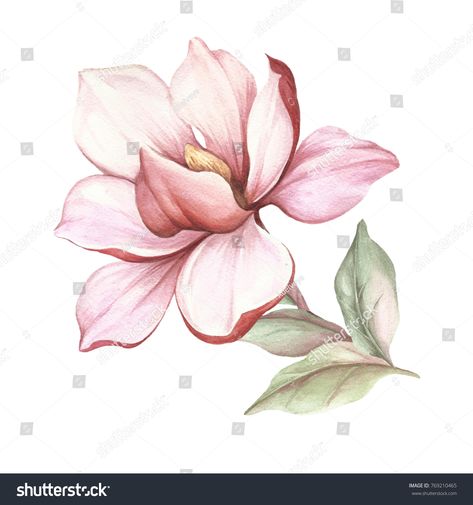 Image of blooming magnolia branch. Watercolor illustration. Magnolia Illustration, Branch Watercolor, Magnolia Branch, Illustration Canvas, Soyut Sanat Tabloları, 수채화 그림, Magnolia Flower, Botanical Drawings, Arte Floral