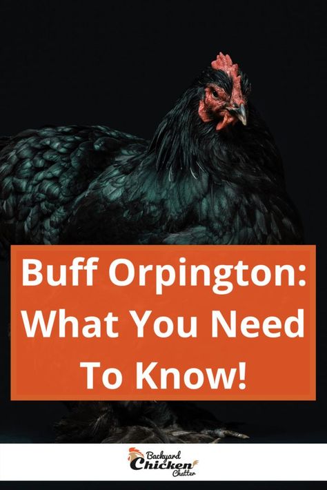 Buff Orpington: what you need to know is that they are the sweetest birds around. They make perfect pets that own their keep with lots of egg production. You wouldn’t regret having a few Orpingtons in your flock. Or even a whole flock of just Orpingtons! Read full post! Buff Orpington Rooster, Chicken Colors, Chicken Breeds For Eggs, Buff Orpington Chickens, Chickens For Sale, Buff Orpington, Chicken Coloring, Day Old Chicks, Easy Bird