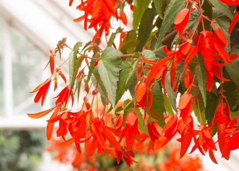 Begonia 'Encanto Orange' Begonia Dragon, Begonia Boliviensis, Tuberous Begonia, Fragrant Garden, Orange Blossoms, Colorful Succulents, Fragrant Plant, Vertical Gardens, Mediterranean Garden