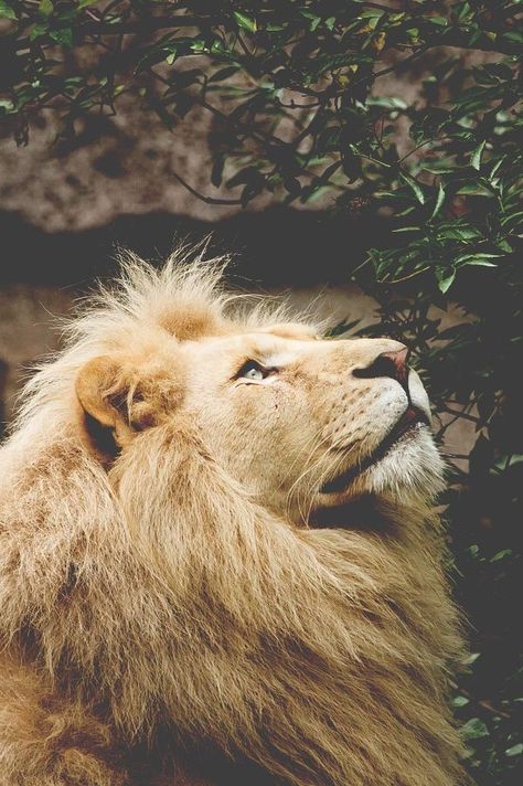 Lion Of Judah Jesus, Lion Photography, Lions Photos, Italy Milan, Lion And Lioness, Save Nature, Lion Wallpaper, Lion Images, Lion Pictures