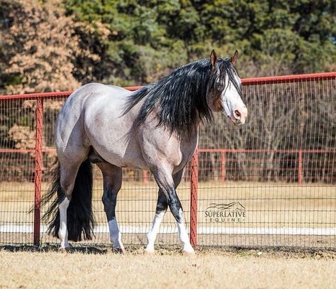 Brown Paint Horse, Fantasy Mounts, Horse Art Ideas, Bald Face, Kathiyawadi Horse, Unusual Horse, Horse Markings, Native American Horses, Marwari Horses