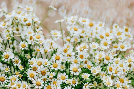 Bunch of chamomile in a flower shop | premium image by rawpixel.com / Karolina / Kaboompics Wallpaper Daisy, Gerbera Daisy Bouquet, Flower Desktop, White Flower Wallpaper, Flower Desktop Wallpaper, Grey Floral Wallpaper, White Flower Bouquet, Plant Texture, Ranunculus Flowers