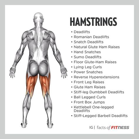 Hamstring exercises Barbell Glute Bridge, Kneeling Squat, Single Leg Glute Bridge, Barbell Hip Thrust, Glute Kickbacks, Hamstring Workout, Latissimus Dorsi, Glute Bridge, Glutes Workout