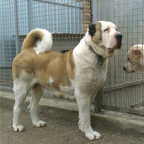 Asian Shepherd Dog, Alabai Dog, Central Asian Shepherd, Big Dogs Breeds, Big Dog Breeds, Dogs Breeds, Shepherd Dog, Big Dogs, Mans Best Friend