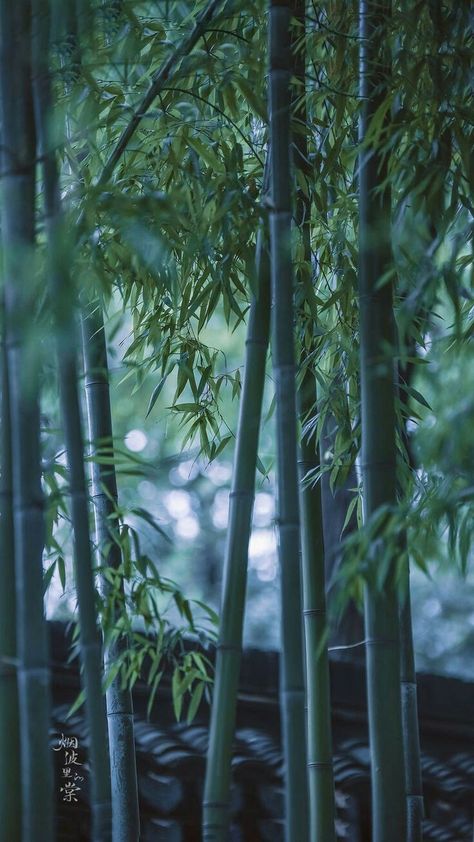 D D Aesthetic, Wallpaper Backgrounds Nature, Chinese Bamboo Tree, Urban Drawing, Backgrounds Nature, Juventus Wallpapers, Dark Paradise, Cute Wallpaper, Japan Aesthetic