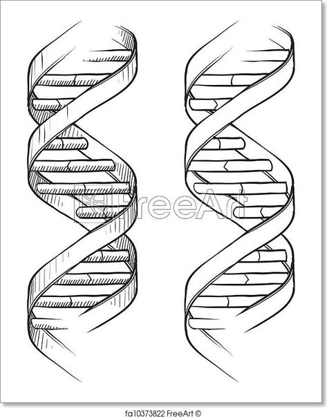 Free art print of DNA double helix sketch. Doodle style genetic DNA triple helix illustration in vector format suitable for web, print, or advertising use. | FreeArt | fa10373822 Dna Drawing, Double Helix Piercing, Dna Art, Dna Tattoo, Triple Helix, Dna Helix, Easy Drawings For Beginners, Doodle Tattoo, Free Art Print