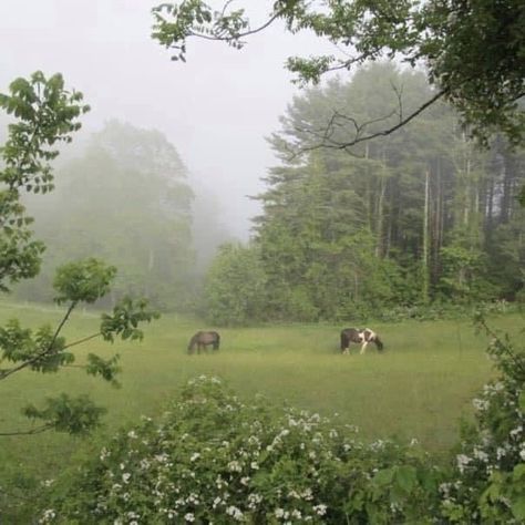 Foggy Woods, Trash Art, Cottagecore Aesthetic, Spring Aesthetic, Perfect World, Nature Aesthetic, Pretty Places, Green Aesthetic, Infj