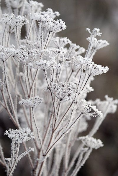 If it does snow this year, you should try to avoid stepping onto your grass when it’s a blanket of the white stuff because this will damage the grass underneath. Of course the same goes when your lawn is frozen over. Winter Szenen, Winter Plants, Winter Nature, Garden Photography, Airbrush Art, Winter Magic, Winter Beauty, Snow And Ice, Winter Wonder