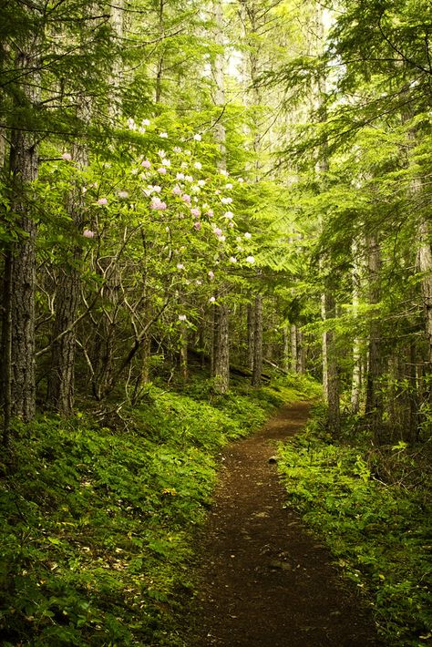 Path To Heaven, Walkways Paths, Forest Bathing, Forest Path, Traditional Landscape, Walk In The Woods, Enchanted Forest, Love Affair, Amazing Nature