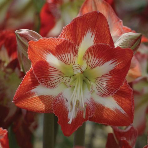 ✅ EYE CATCHING RED & WHITE: Minerva is eye-catching! Scarlet blooms are delicately adorned with a flawless white center. Minerva will bring Christmas cheer and holiday warmth into any home! Minerva is the perfect gift for someone who likes a new spin on a classic amaryllis.   ✅THAT’S A WRAP: Artistically wrapped in wire, each amaryllis bulb is ready for display in your home. An extra length of wire is provided to allow for easy hanging!  ✅ NO SOIL REQUIRED: Our amaryllis bulbs have all of the required carbohydrates stored and are ready to produce gorgeous blooms without needing soil or water. Just add sunlight!   ✅ HAPPINESS & WARMTH: The warmth from an amaryllis bloom will light up your home in the cold months of winter. Each bloom brings pops of joy and color to your space for we Amaryllis Plant, Amaryllis Flowers, Amaryllis Bulbs, Winter Hacks, Floating Plants, Plant Supplies, Plant Tags, Pond Design, Christmas Mantle