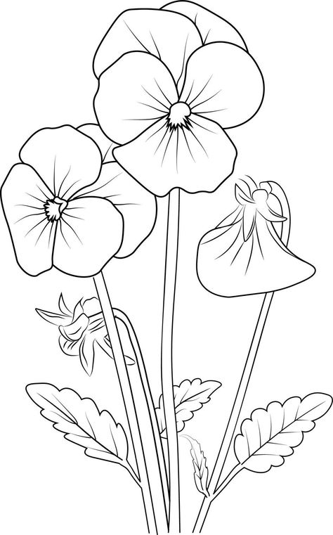 purple pansies drawing, outline pansy flower drawing vintage pansy drawing, coloring page vector sketch hand-drawn illustrations, and beautiful element. Pansies Drawing, Pansy Illustration, Flower Drawing Vintage, Flower Neck Tattoo, Realistic Flower Tattoo, Poppy Coloring Page, Alice And Wonderland Tattoos, Purple Pansies, Drawing Vintage