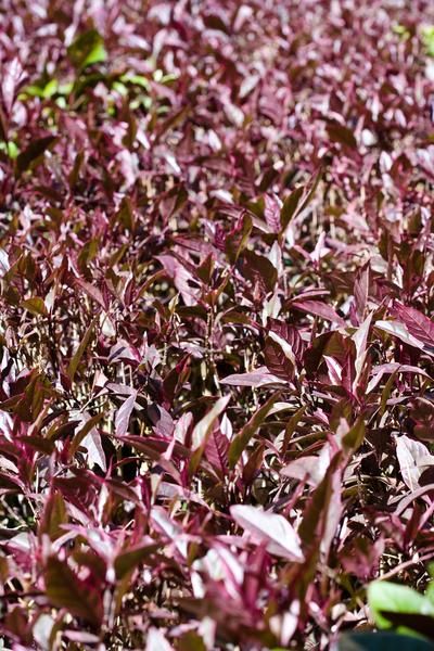 Purple Leaf Plants Purple Ground Cover, Purple Leaf Sand Cherry, Sand Cherry, Purple Heart Plant, Lantana Plant, Josephs Coat, Ground Covers, Plant Zones, Plant Help