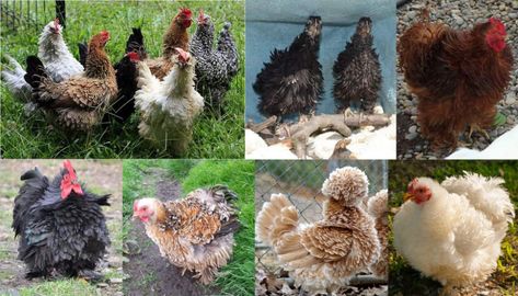 Frizzle Chicken Breed – Everything You Need to Know Serama Chicken, Frizzle Chickens, Chicken Breeds, Raising Chickens, Need To Know, Health Care, Chicken, Health, Keeping Chickens