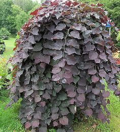 Weeping Redbud 'Ruby Falls' Weeping Redbud, Small Garden Shrubs, Cercis Canadensis, Ruby Falls, Evergreen Landscape, Hillside Garden, Front Garden Landscape, Garden Floor, Planting Plan