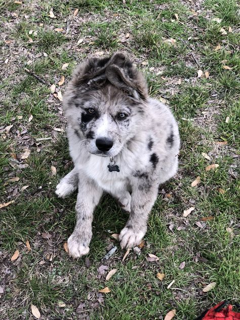 Aussie/Husky mix #puppy #aussiepuppy #adorable #9weeks Siberian Husky Mix German Shepherd, Aussie Husky Mix Puppies, Husky Mix Puppies, Pitbull Husky, Dalmatian Mix, Puppy Mix, Cute German Shepherd Puppies, Shepherd Mix Dog, Most Beautiful Dogs