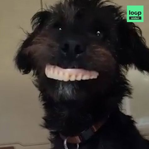 Loopsider English - Dog steals dentures with hilarious results English Dogs, Dentures, Dogs, Wall, Animals