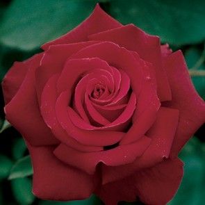 Big Roses, Cherry Color, Rose Fragrance, Growing Roses, Hybrid Tea Roses, Pretty Roses, Tea Rose, Blooming Rose, Rose Tea