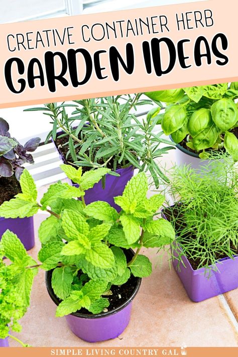 Want fresh herbs but short on space? Try these container herb garden ideas! From mason jars to recycled cans, these creative solutions are great for beginners and small spaces. Start growing your herbs today! Container Herb Garden Ideas, Growing Herbs Outdoors, Garden Ideas For Small Spaces, Growing Herbs In Pots, Recycled Cans, Herb Garden Ideas, Herb Gifts, Container Herb Garden, Growing Herbs Indoors