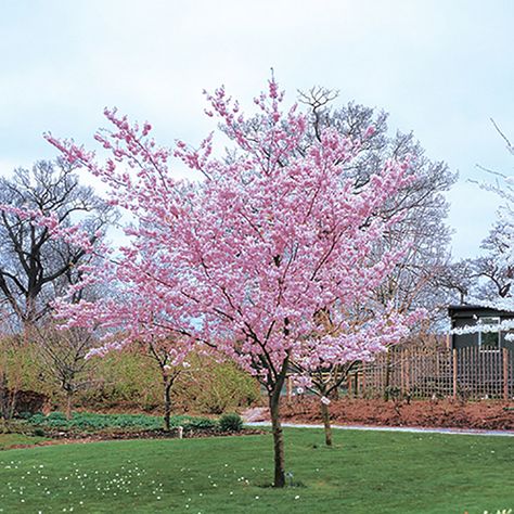 Prunus Serrulata, Flowering Cherry Tree, Specimen Trees, Garden Compost, Garden Shrubs, Ornamental Trees, Blossom Tree, Crystal Figurines, Cherry Blossom Tree