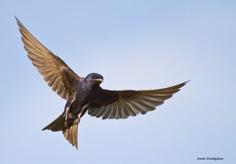 Purple Martin Tattoo, Purple Martin Bird, Martin Tattoo, Martin Bird, Purple Martin, Human Canvas, Image Ideas, Before Sunset, Happy Things