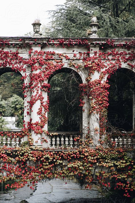 Majestic aged arches covered with beautiful ivy standing in garden on wonderful autumn day Ivy Covered Cottage, Buildings Covered In Plants, Ivy Archway, Vinyl Sketch, Plot Inspiration, Ivy Cafe, Ivy Garden, Autumn Court, Mystical Garden