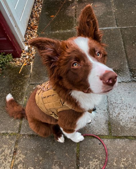 Border Aussie Dogs, Border Collie Aesthetic, Border Aussie, Cat Pregnancy, Border Collie Australian Shepherd, Brown Border Collie, Red Border Collie, Perro Shih Tzu, Really Cute Puppies