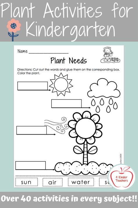 Kindergarten Life Cycle Activities, Plants And Seeds Activities For Kindergarten, Science Activities Worksheets, Plant Theme Activities For Kindergarten, Plant Life Cycle For Kindergarten, Plant Needs Kindergarten, Kindergarten Planting Activities, Teaching Plants Kindergarten, Needs Of Plants Kindergarten