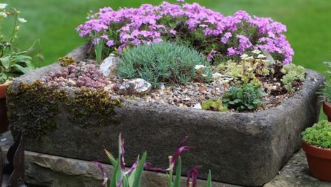 Garden Diaries - Alpine Garden Society Belfast Sink Garden, Rockery Garden, Alpine Landscape, Belfast Sink, Alpine Garden, Garden Diary, Herbaceous Border, Alpine Plants, Tea Break