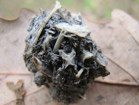 Owl Pellets Part I Owl Pellet, Smile Club, Owl Pellets, Reading Club, Amaranth, Summer Reading, 4th Grade, Animal Kingdom, Short Stories