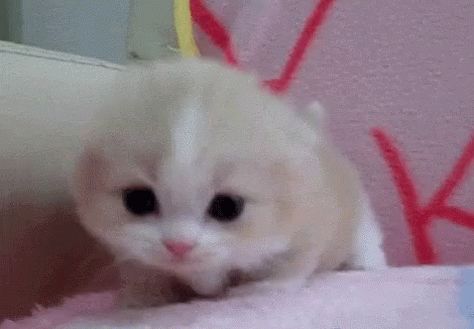 Cat Kawaii GIF - Cat Kawaii Mew - Discover & Share GIFs Kitten Meowing, Kitten Love, Kitten Gif, Cute Cat Gif, Little Kittens, Silly Cats, Doja Cat, Cute Kittens, Funny Animal Pictures