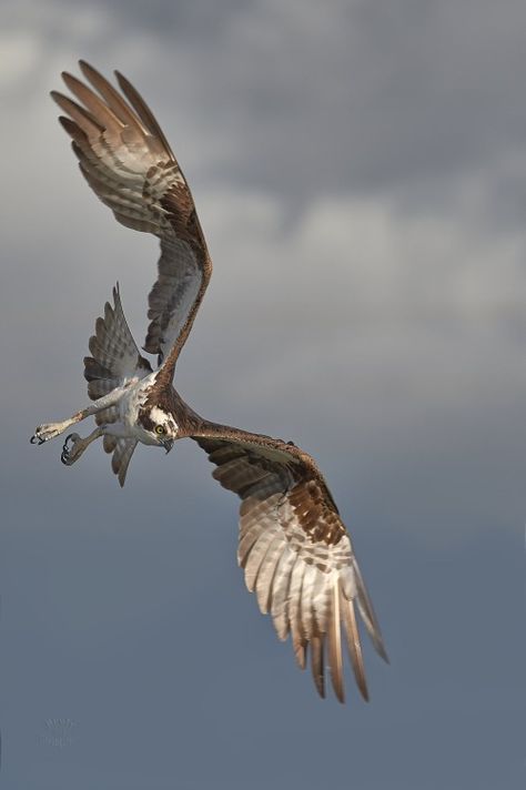 . Raptors Bird, Animal Study, Bird Wings, Bird Photo, Birds Of Prey, Bird Photography, Animal Photo, 귀여운 동물, Birds In Flight