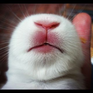 Rabbit nose! #cute #animal #pet #rabbit #baby #white Rabbit Nose, Animal Noses, House Rabbit, Rabbit Baby, Bunny Face, Woodworking Guide, Pet Rabbit, Detailed Drawings, Teds Woodworking