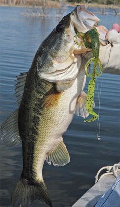 This Largemouth bass is about to take the bait in this great fishing print by Dan Hatala. The world record for catching a largemouth bass dates back to 1932 when George Perry is credited with bringing Boats Pictures, Bass Fishing Boats, Fishing 101, Tackle Shop, Bass Fishing Lures, Bass Fishing Tips, Fishing Pictures, Largemouth Bass, Fishing Adventure