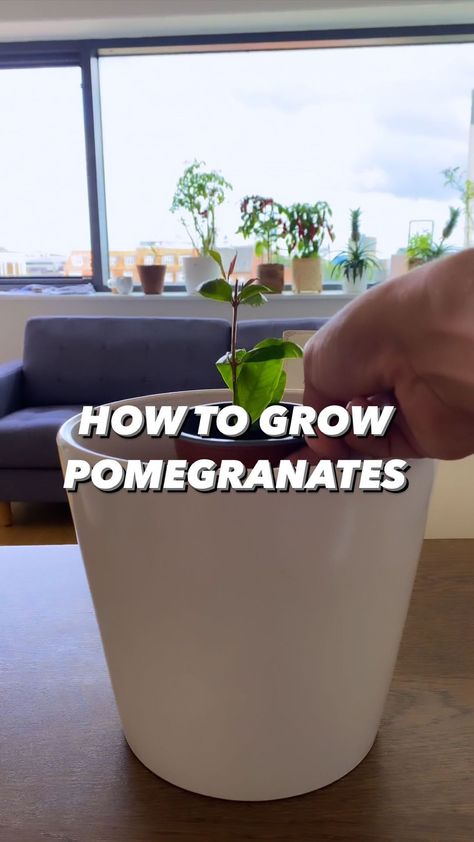 Armen Adamjan on Instagram: “Grow some pomegranates! 🤩🌱 . PS: plants are magical! 🤟 . . 🌱Note: if you enjoy learning from my plant. Ideas, learn even more tips/tricks…” Growing Pomegranate In A Pot, Plant Books, Plant Book, My Plant, Growing Fruit, Diy Recycle, Plant Ideas, Gardening Plants, Grow Your Own Food