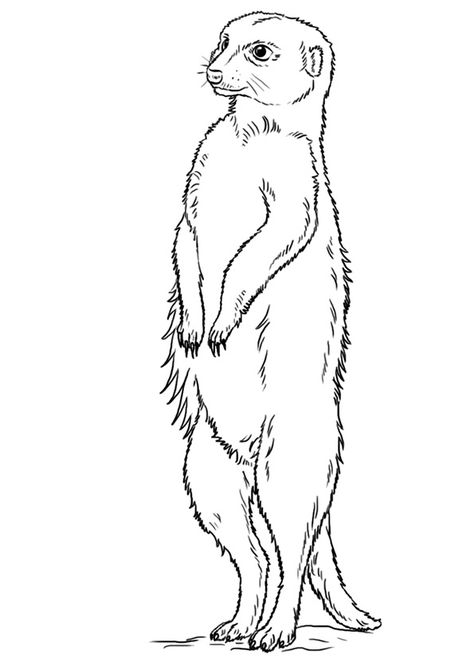 Top 10 Meerkat Coloring Pages Meerkat Art, Mummy Crafts, Owl Coloring Pages, Desert Animals, Drawing Tutorials For Kids, Free Adult Coloring Pages, Animal Coloring, Step Drawing, Animal Sketches