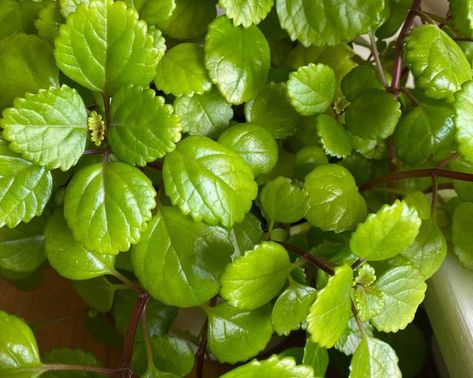 Swedish Ivy plants with bright green, leathery, scalloped leaves Creeping Charlie Houseplant, Swedish Ivy Care, Swedish Ivy Houseplant, Ivy Houseplant, Swedish Ivy, Creeping Charlie, Plant Parenting, Ivy Plant, Popular House Plants