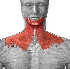 Platysma Muscle, Double Chin Exercises, Chin Exercises, Neck Exercises, Face Exercises, Chubby Cheeks, Facial Exercises, Muscle Tone, Face Yoga