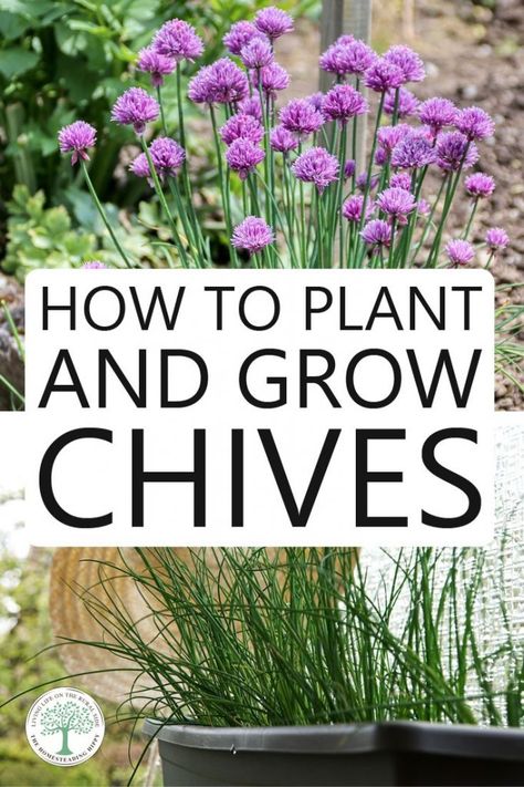 growing chives pin How To Grow Chives, Grow Chives, Growing Herbs In Pots, Growing Chives, Herb Garden Ideas, Chives Plant, Easy Herbs To Grow, Herbs To Grow, Growing Rosemary