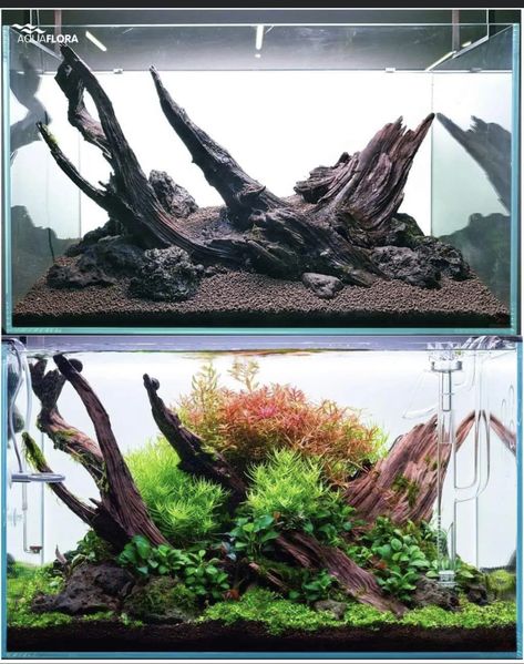 5 Gal Aquascape, Malaysian Driftwood Aquascape, Spiderwood Aquascape, Nature Style Aquascape, 60p Aquascape, Dragon Stone Aquascape, Nature Aquascape, Iwagumi Aquascape, Hardscape Aquarium