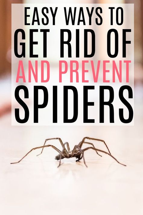 Spider Spray, Get Rid Of Spiders, Diy Pest Control, Household Pests, Cleaning Painted Walls, Natural Pest Control, Deep Cleaning Tips, Cleaning Ideas, Simple Life Hacks