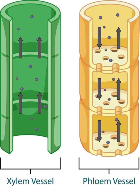 Plant Tissue Diagram, Plant Transport System, Vascular And Nonvascular Plants Activity, Tissue Biology, Plant Biology, Biology Plants, Plants Worksheets, Plants Vector, Nature Cartoon